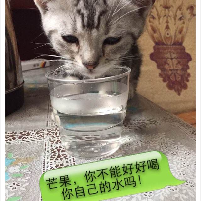 代办三一圣经学院学位证